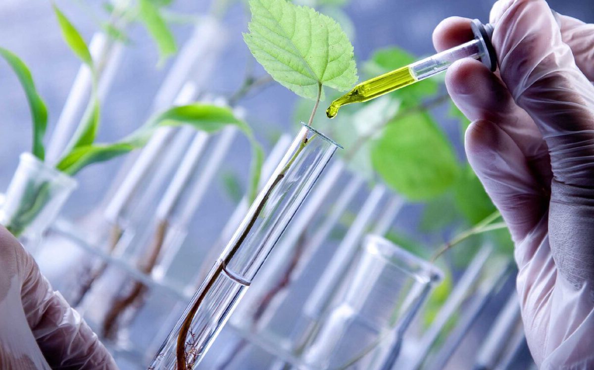 Panamá impulsa la biotecnología agrícola para reducir uso de agroquímicos en arroz y maíz