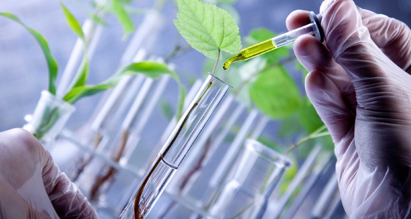 Panamá impulsa la biotecnología agrícola para reducir uso de agroquímicos en arroz y maíz