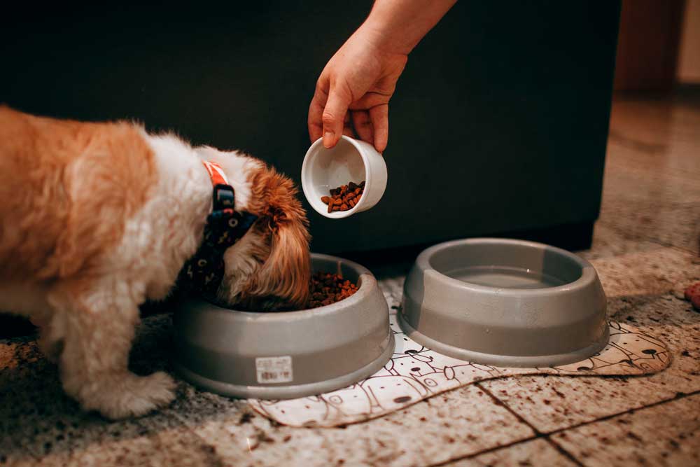 ¿Le está dando demasiada comida a su mascota?