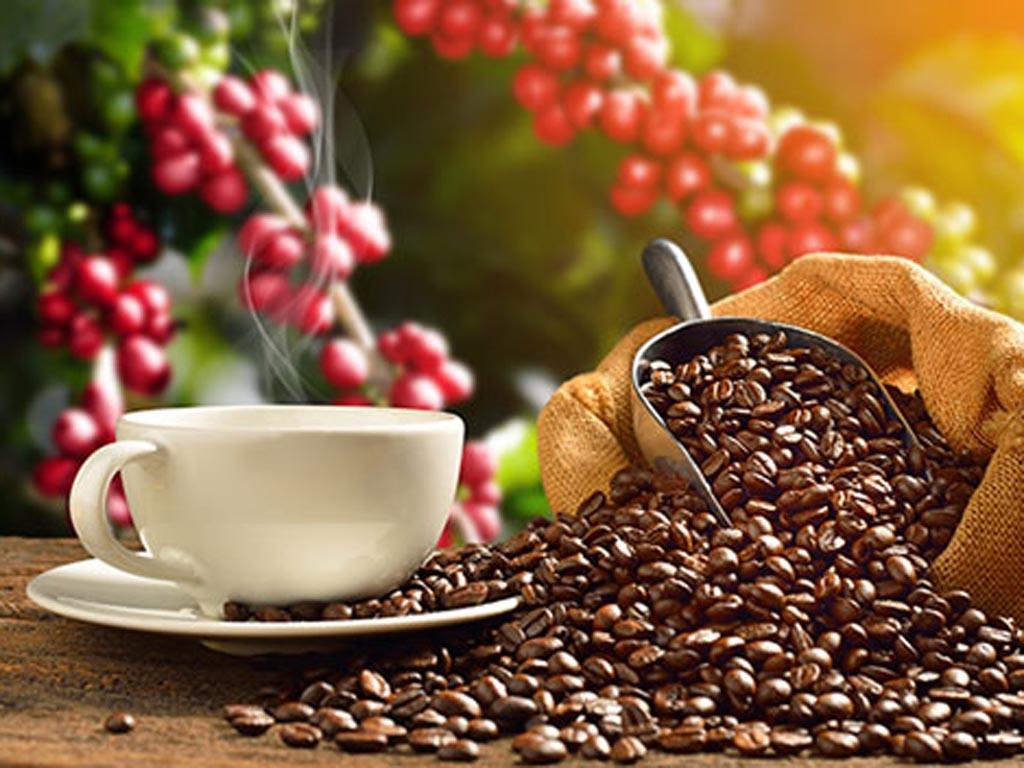 El café de El Salvador se acerca a su mayor cosecha en más de una década