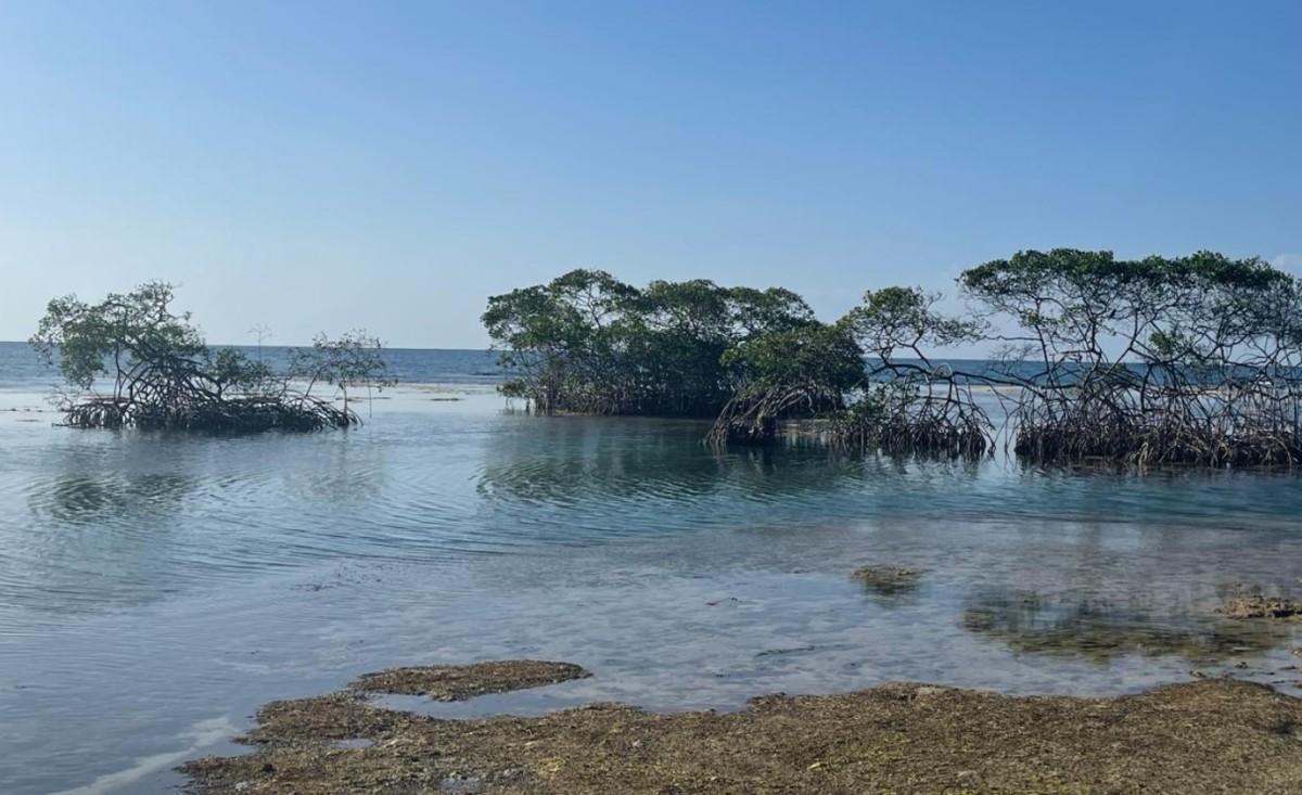 Panamá establece el primer ecosistema de datos marinos de Centroamérica
