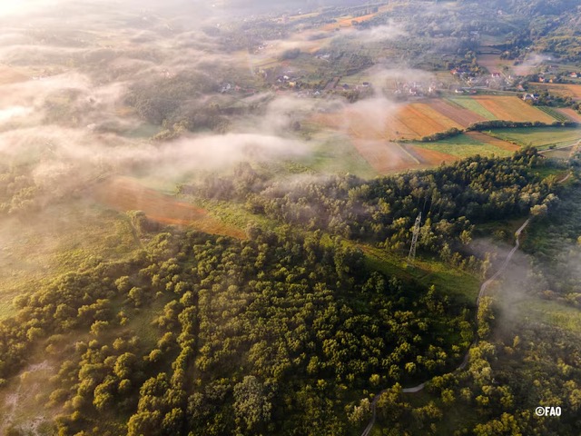 América Latina concentra una gran riqueza forestal bajo creciente presión ambiental