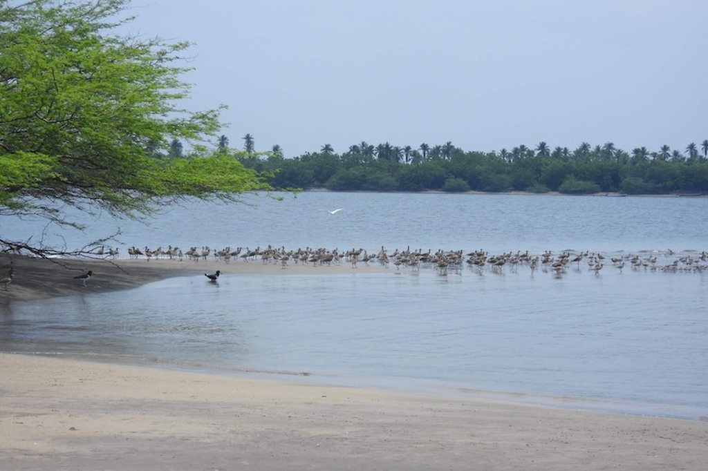 El Salvador con primer sitio regional de conservación de aves