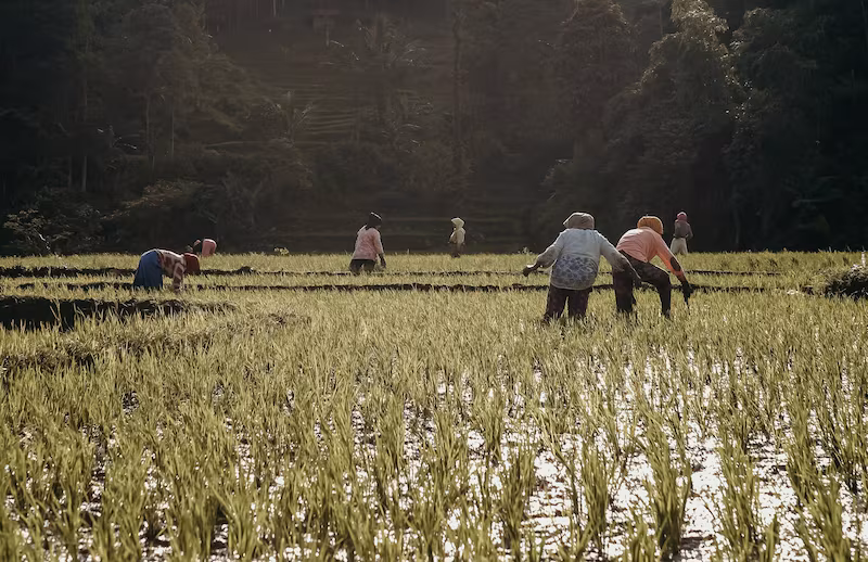 El calor extremo transforma las condiciones laborales de quienes producen los alimentos