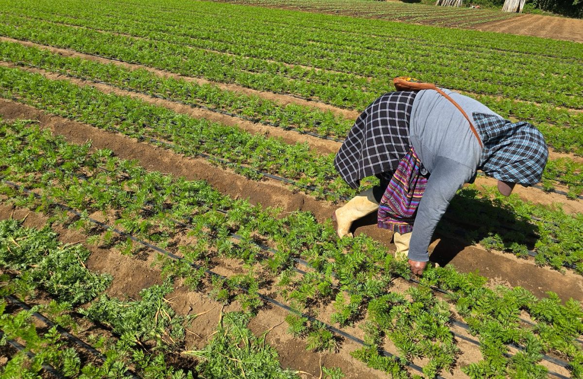 Foragro destaca el papel de las mujeres en el desarrollo agrícola de Centroamérica